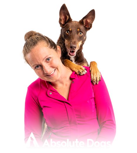 Graphic design company in NYC featured image: Absolute Dogs